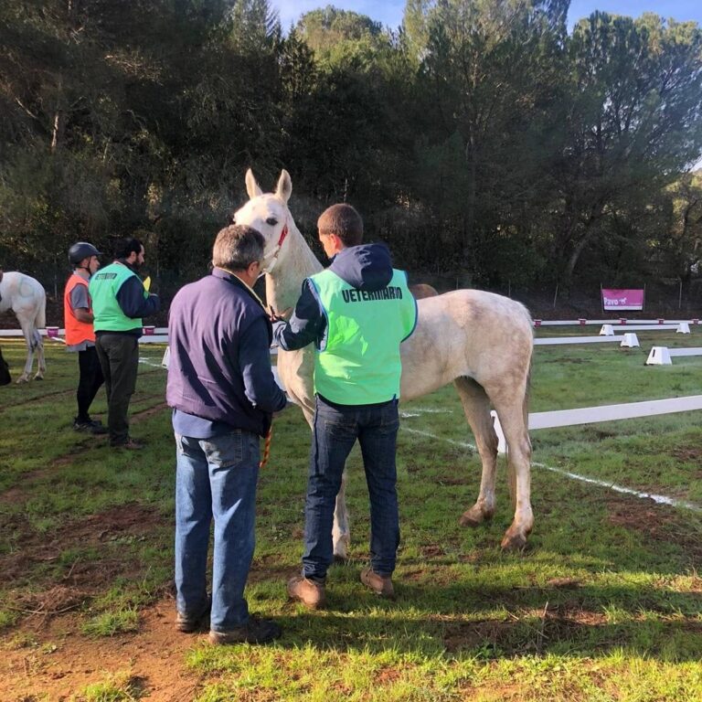 cuidados que necesita un caballo